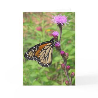 Monarch/Liatris card