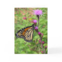 Monarch/Liatris cards