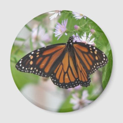 Monarch+Magnet+by+naturegirl7