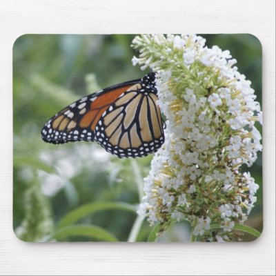 Monarch Mousepad by JudyDunn