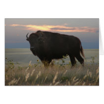 Monarch of the Plains cards by wksimages Monarch of the Plains cards
