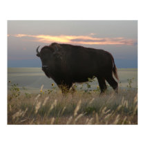 Monarch of the Plains posters by wksimages Monarch of the Plains posters