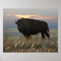 Monarch of the Plains Posters