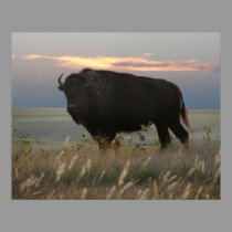 Monarch of the Plains posters by wksimages Monarch of the Plains posters