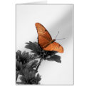 Monarch on a Daisy cards
