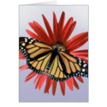 Monarch on a Daisy cards by roimim Monarch on a Daisy cards
