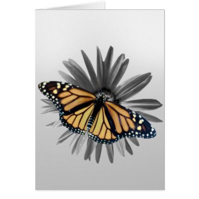 Monarch on a Daisy Card by roimim