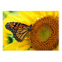 Monarch on a Sunflower ,Profile card business cards by GinaSignore Monarch on a Sunflower ,Profile card business cards