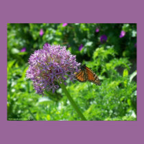 MONARCH ON ALLIUM UMBEL posters