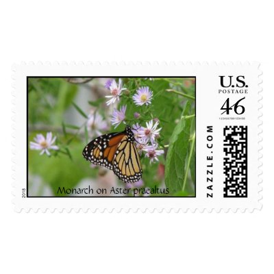Monarch on Asters Postage by naturegirl7