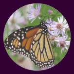 Monarch on Asters Sticker stickers