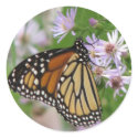 Monarch on Asters Sticker by naturegirl7 Monarch on Asters Sticker