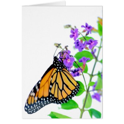 Monarch on Blossom Cards by roimim