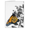 Monarch on Blossom cards