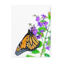 Monarch on Blossom postcards