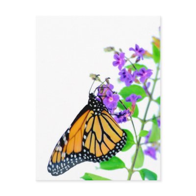 Monarch on Blossom Postcard by roimim