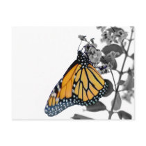Monarch on Blossom postcards