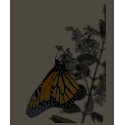 Monarch on Blossom t-shirts