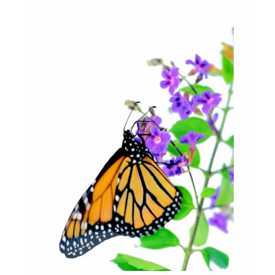 Monarch on Blossom Tee Shirt by roimim
