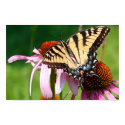 Monarch on Coneflowers posters by swtiff Monarch on Coneflowers posters