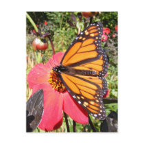 Monarch on dahlia 9 ~ postcard