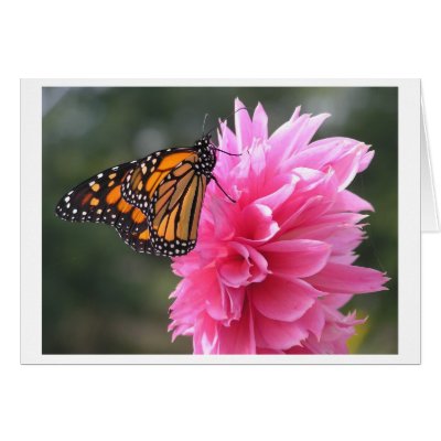 Monarch on Dalia Greeting Card by dlfitch