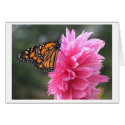 Monarch on Dalia cards