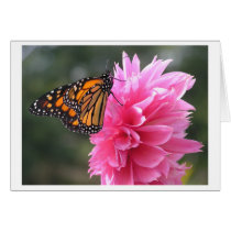 Monarch on Dalia cards by dlfitch Monarch on Dalia cards