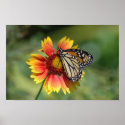 Monarch on Gaillardia 2 Poster posters
