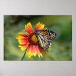 Monarch on Gaillardia 2 Poster
