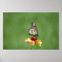 Monarch on Gaillardia Poster posters