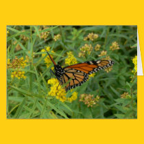 Monarch on Goldenrod Blossom cards
