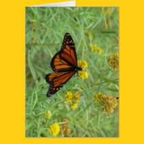 Monarch on Goldenrod cards
