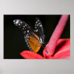 Monarch on its Throne Poster
