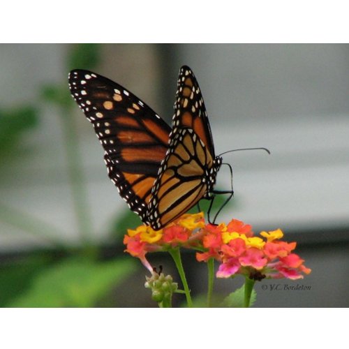 Monarch on Lantana Postcard postcard