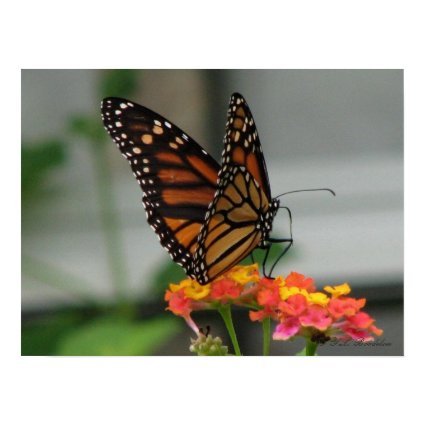 Monarch on Lantana print