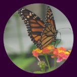 Monarch on Lantana Sticker stickers