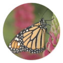 Monarch on lupine stickers by butterflypixie Monarch on lupine stickers