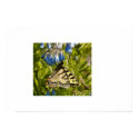 Monarch On Mertensia posters by aurorawind Monarch On Mertensia posters