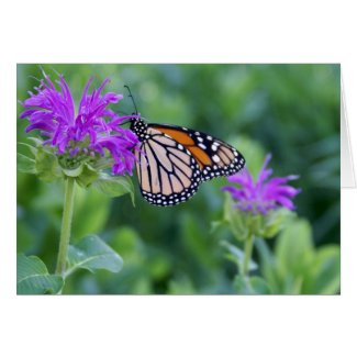 Monarch on Purple Flower card