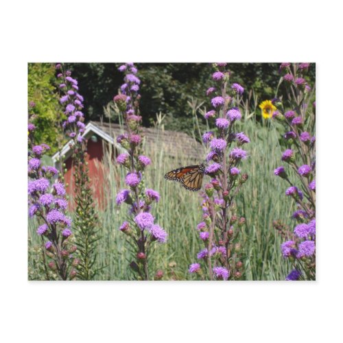 Monarch on the Iowa prairie Postcard