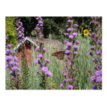Monarch on the Iowa prairie Postcard