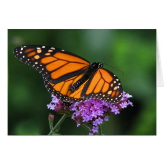 Monarch on Verbena card