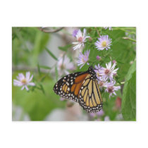 Monarch on Wild Asters Postcard