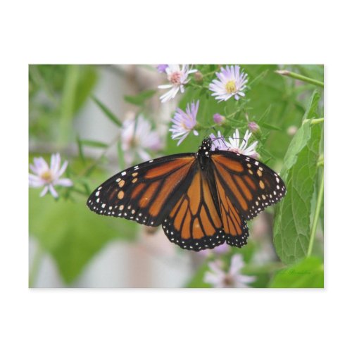 Monarch on Wild Asters Postcard postcard