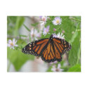 Monarch on Wild Asters Postcard by naturegirl7 Monarch on Wild Asters Postcard