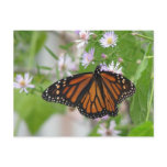 butterflies, monarch, wildflowers, ecology, native