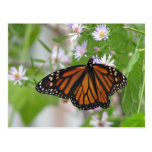 Monarch on Wild Asters Postcard