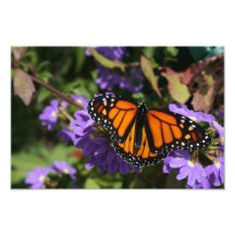 Monarch Photo