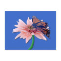 Monarch postcards